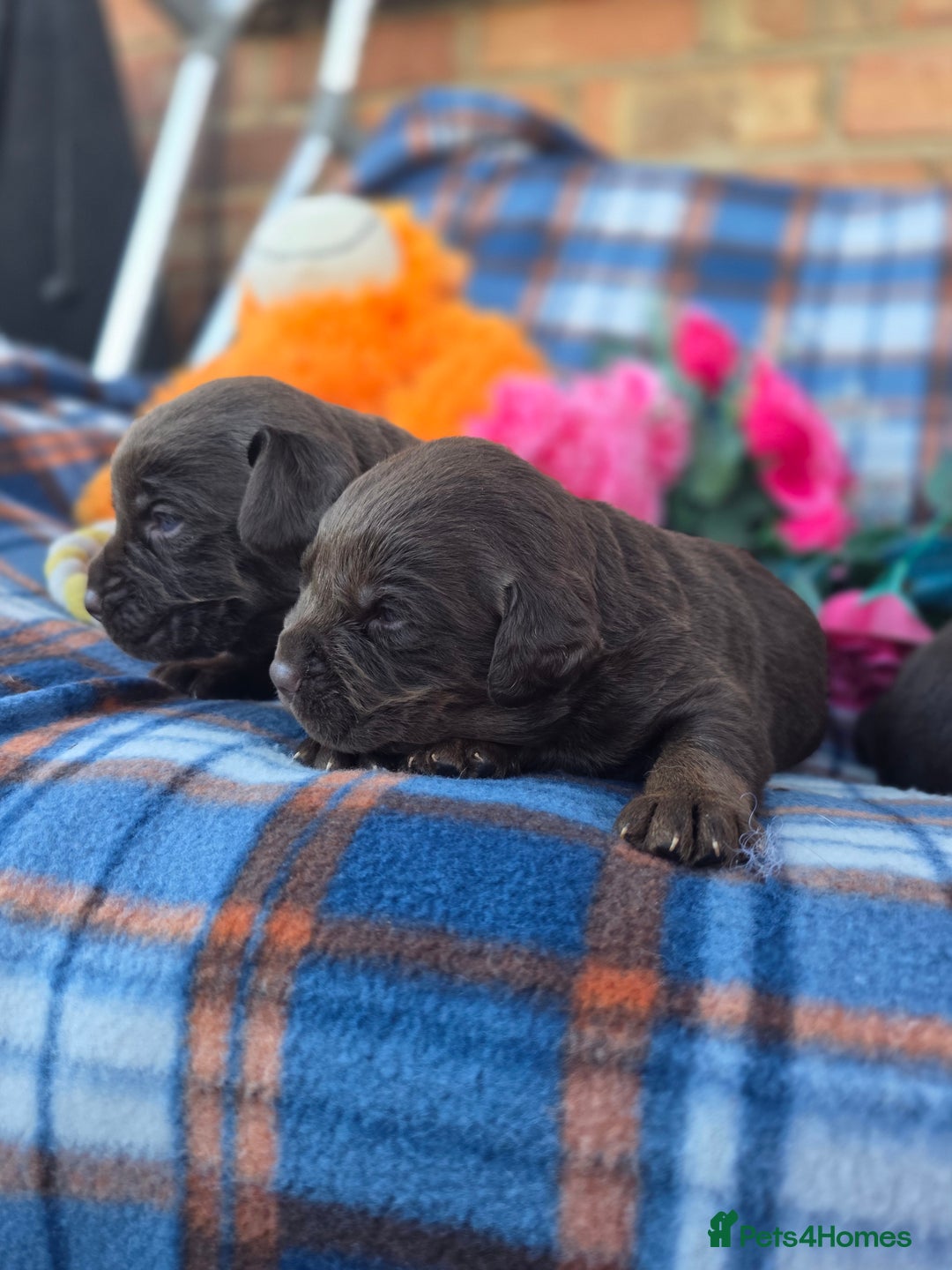 Cockerdor dogs for sale: F1 cockerdor puppies , cocker x labrador  - Image 5