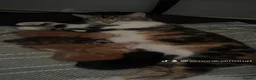 Mixed Breed cats for sale: Beautiful kittens for sale ,ready  end of July  - Advert 21