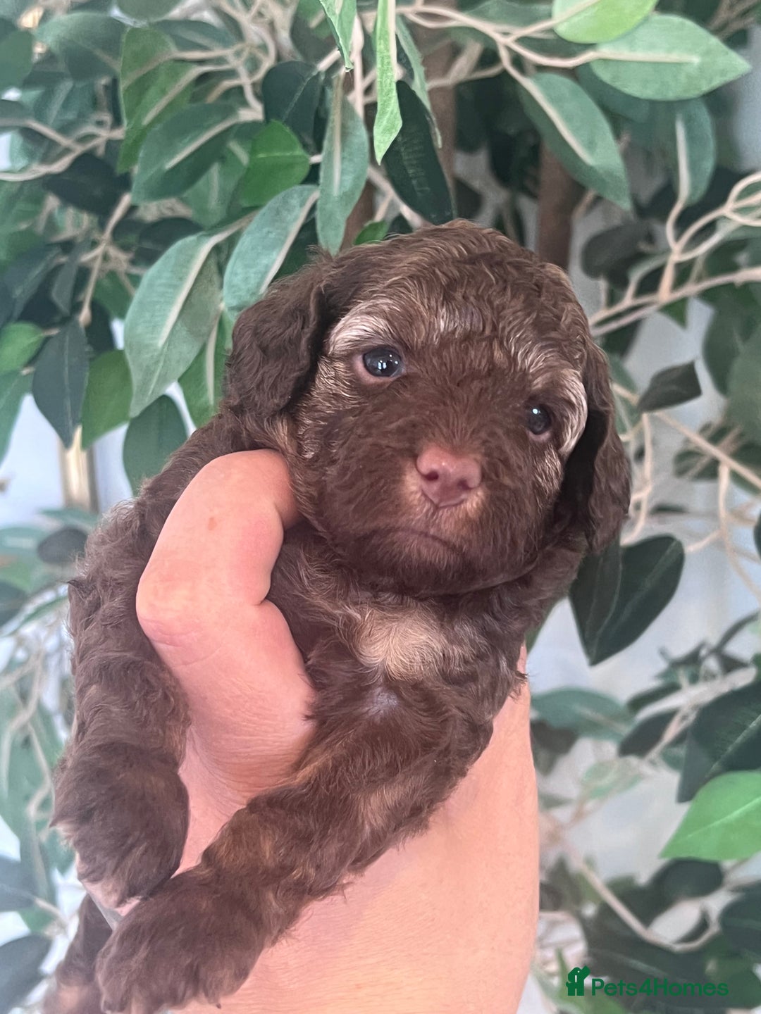Miniature Poodle dogs for sale: MARLE miniature poodles - Image 6