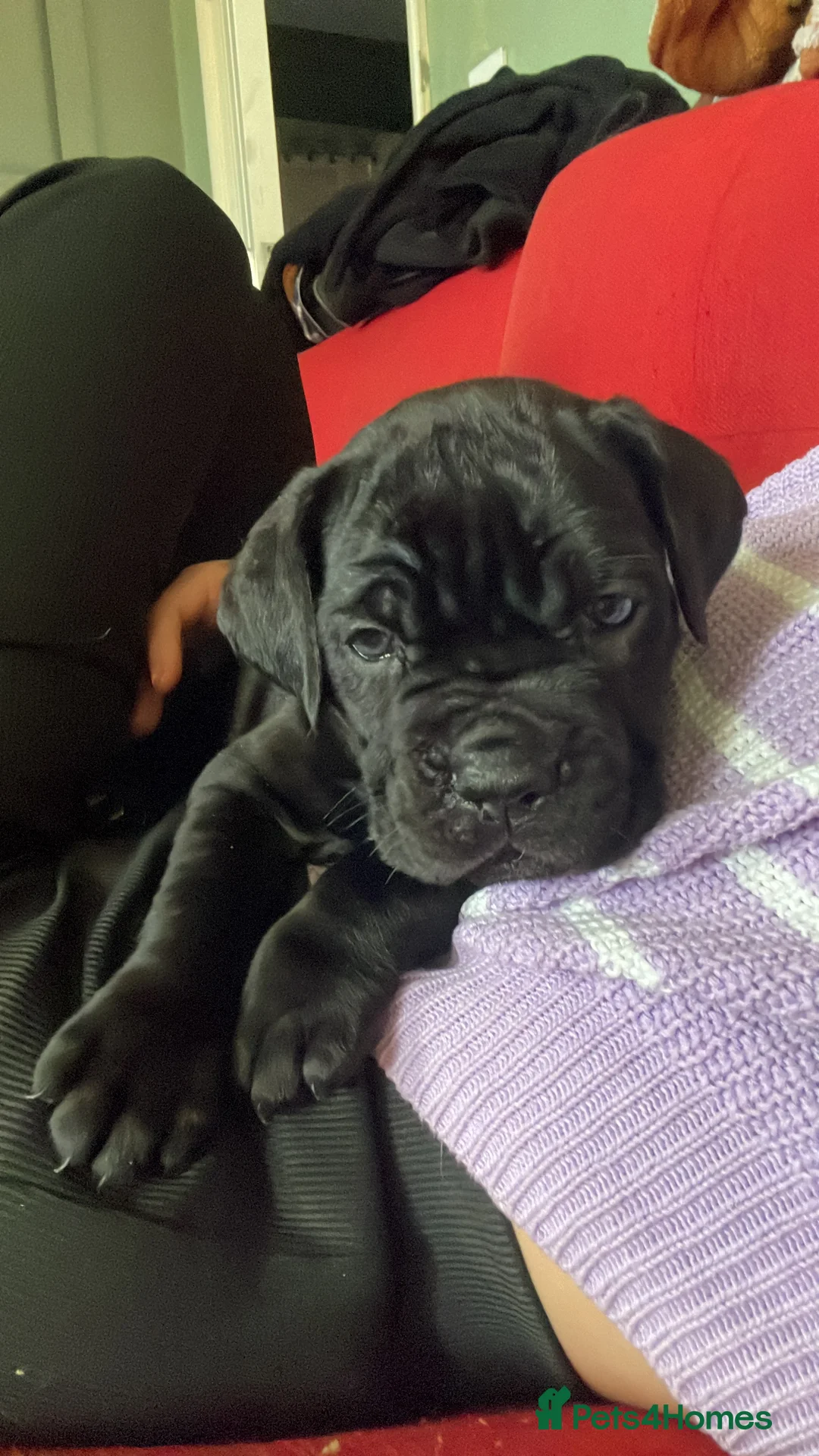 Cane Corso dogs for sale: Came corso - Advert 2