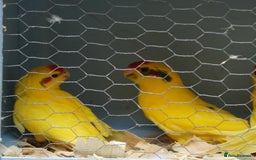 Parakeets birds for sale: kakariki parrots - Image 2