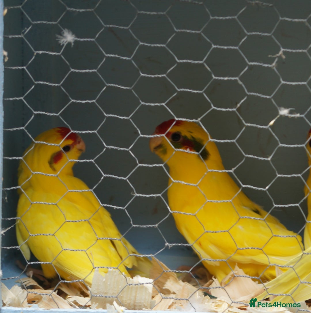 Parakeets birds for sale: kakariki parrots - Image 2
