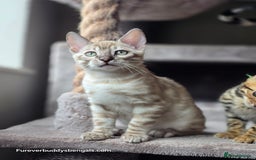 Bengal cats for sale: Gorgeous Silver and Charcoal Bengals  - Image 7