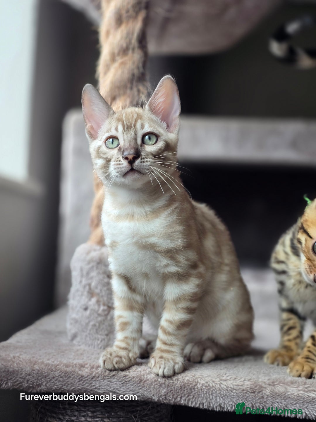 Bengal cats for sale: Gorgeous Silver and Charcoal Bengals  - Image 7