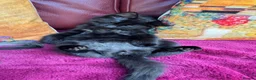 Mixed Breed cats for sale: Stunning kittens 🐈‍⬛  - Advert 12