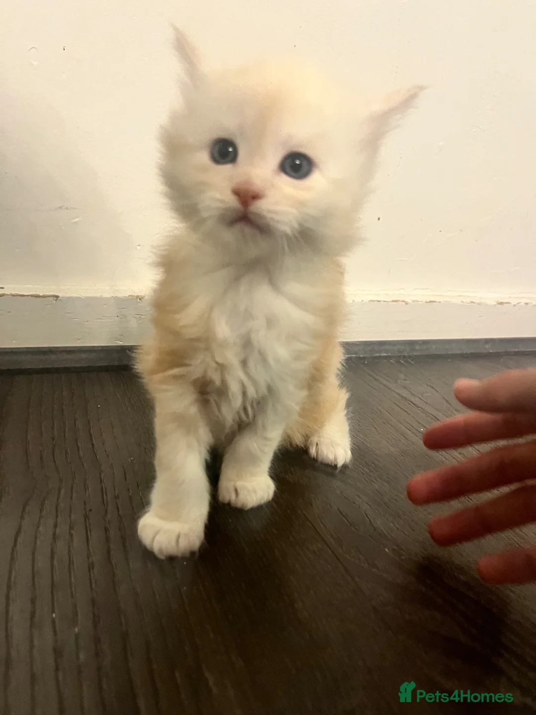 Maine Coon cats for sale: Beautiful Maine Coon kittens  - Advert 7