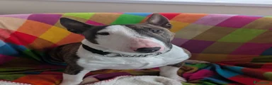 Miniature Bull terrier 