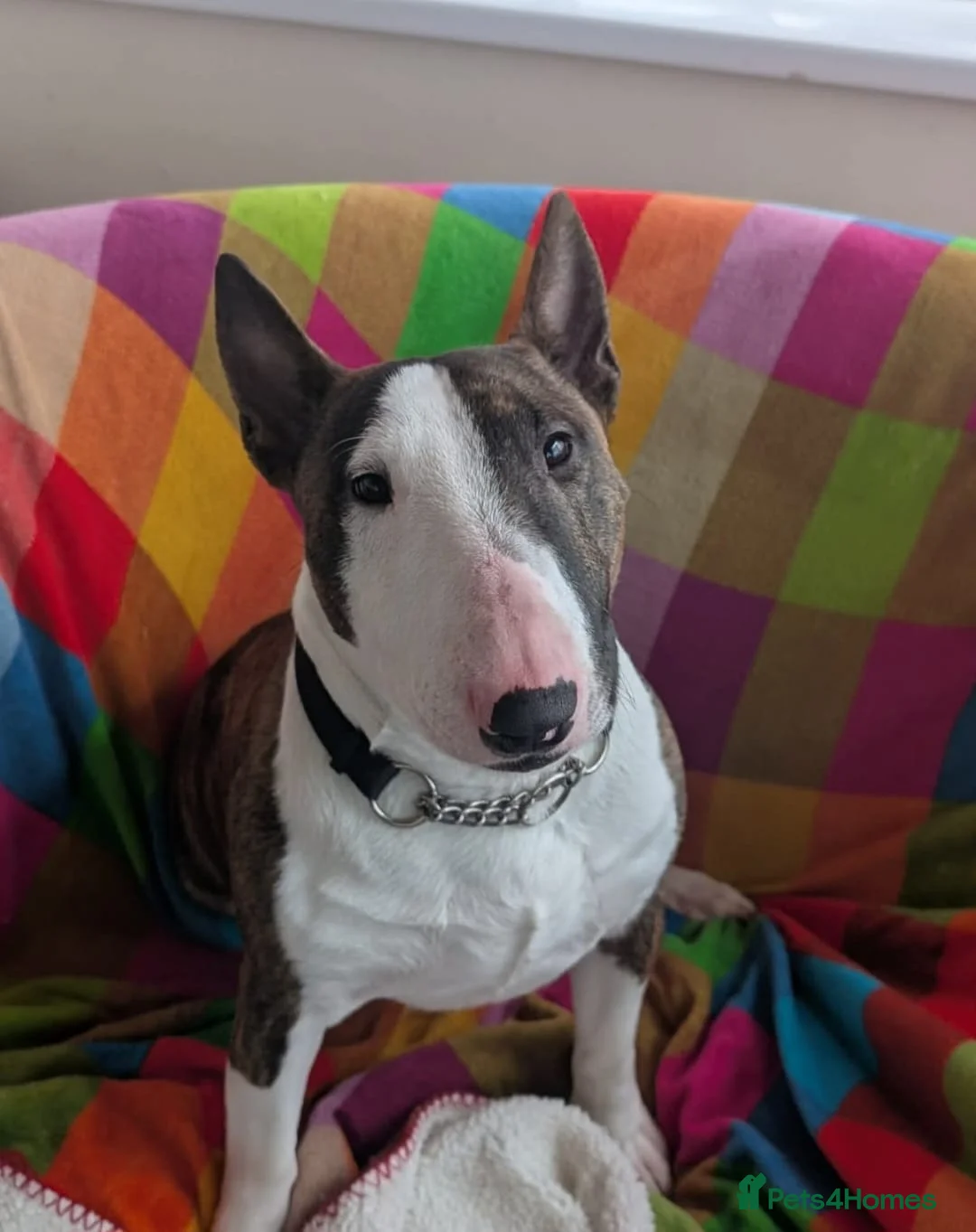 Miniature Bull terrier dogs for sale: Young Male Miniature Bull Terrier  in Ammanford - Advert 1