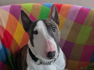 Miniature Bull terrier dogs Young Male Miniature Bull Terrier - Advert 1