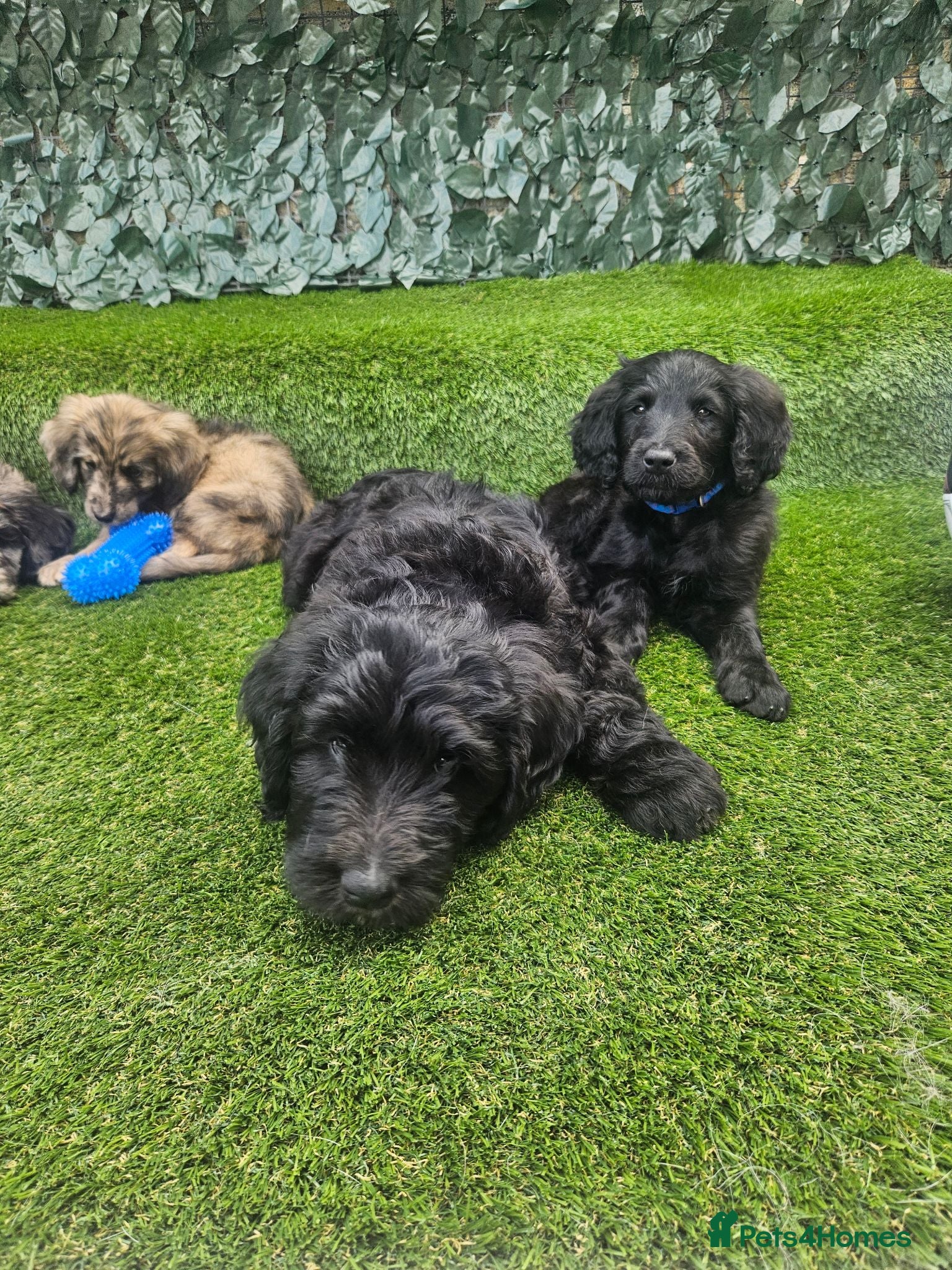 Goldendoodle dogs Beautiful f1 Goldendoodles  - Advert 8
