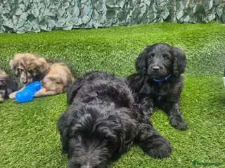 Goldendoodle dogs Beautiful f1 Goldendoodles - Advert 8