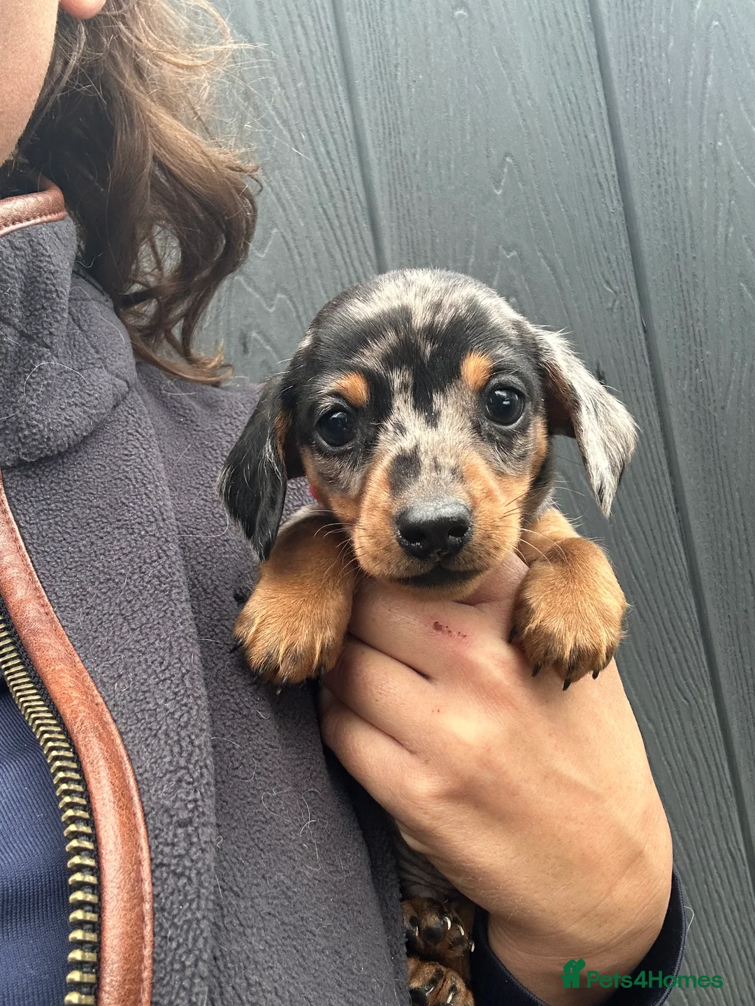 Miniature Dachshund dogs for sale: Dapple Miniature Dachshund puppies - Advert 12