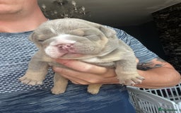 English Bulldog dogs for sale: English bulldog bible John lines  - Image 3