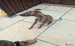 Whippet dogs for sale: Shadow - 7 Month Whippet - Image 2