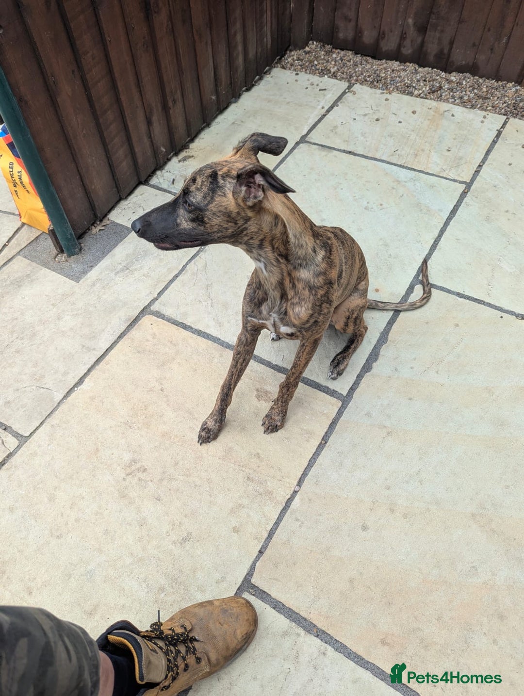 Whippet dogs for sale: Shadow - 7 Month Whippet - Image 2