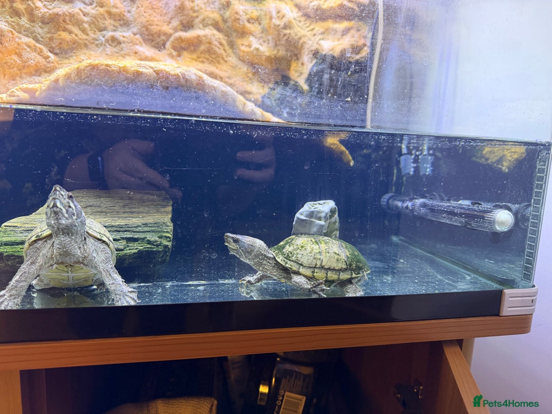Turtle reptiles for sale: Full Turtle setup - Reptile One Turtle Pro 90 - Image 4