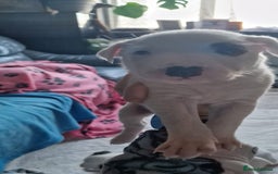 Mixed Breed dogs for sale: Staffy-lurcher Cross Border Collie  - Image 11