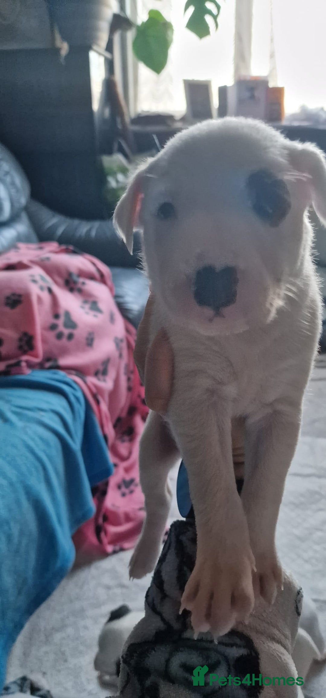 Mixed Breed dogs for sale: Staffy-lurcher Cross Border Collie  - Image 11