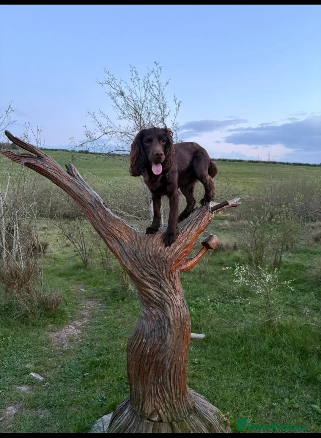 Cocker Spaniel dogs for stud: Working cocker spaniel for stud  - Advert 2