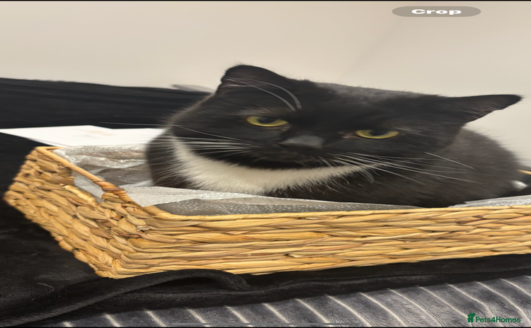 Mixed Breed cats - Advert 3