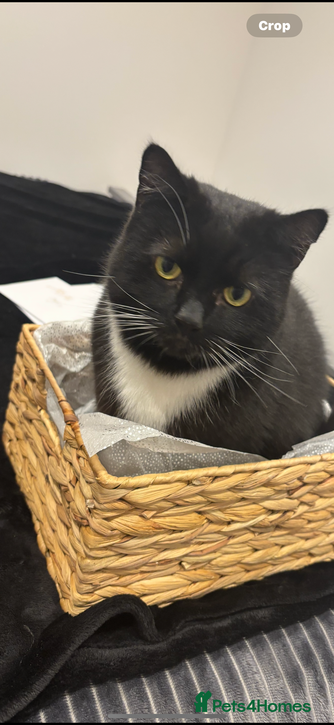 Mixed Breed cats for sale: Loving five-year-old male cat for sale - Image 1