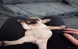 French Bulldog dogs for sale: 4 Beautiful french bulldog puppies  - Image 12