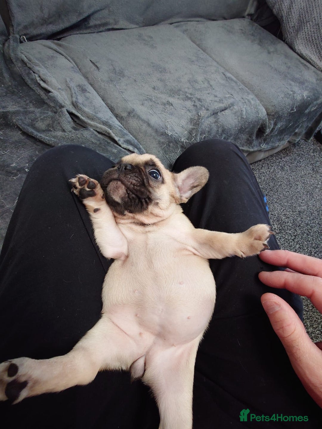 French Bulldog dogs for sale: 4 Beautiful french bulldog puppies  - Image 12