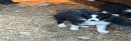 Border Collie dogs for sale: Border collie pups  - Advert 12