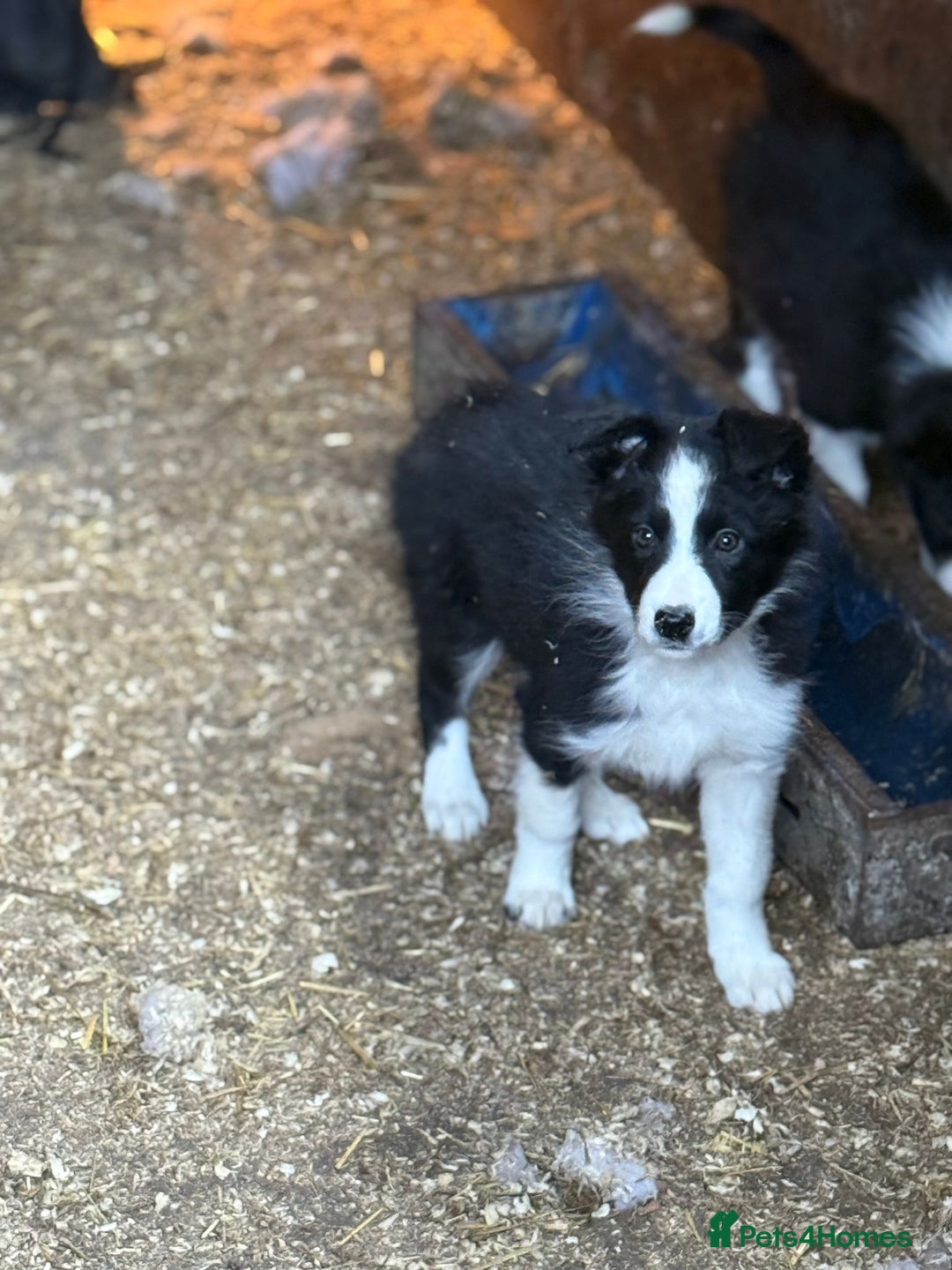 Border Collie dogs for sale: Border collie pups  - Advert 12