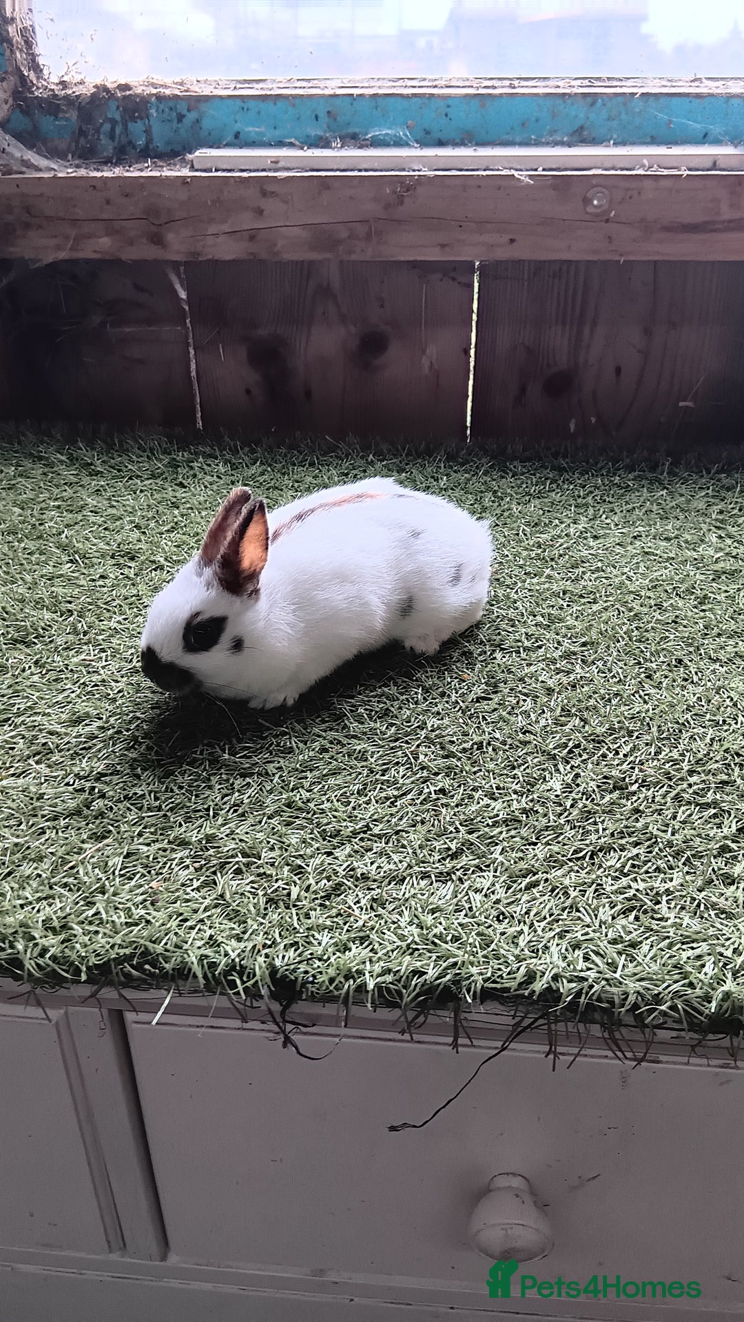 Mini Lop rabbits for sale: Pure mini papillon  - Image 2