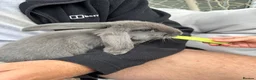 French Lop rabbits for sale: French lop bunnies grey £65 each black £20 - Advert 4