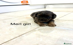 Cockapoo dogs for sale: Beautiful cockapoos  - Image 9