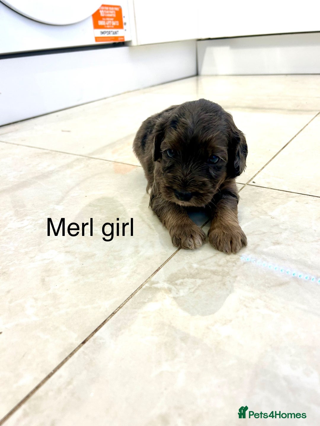 Cockapoo dogs for sale: Beautiful cockapoos  - Image 9