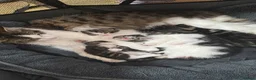 Mixed Breed cats for sale: Beautiful & Bonnie Boys & Mumma - Advert 19