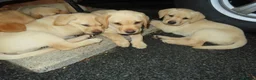 Labrador Retriever dogs for sale: Beautiful Labrador puppies  - Advert 7