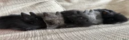 Lionhead rabbits for sale: Lion head babies  - Advert 2