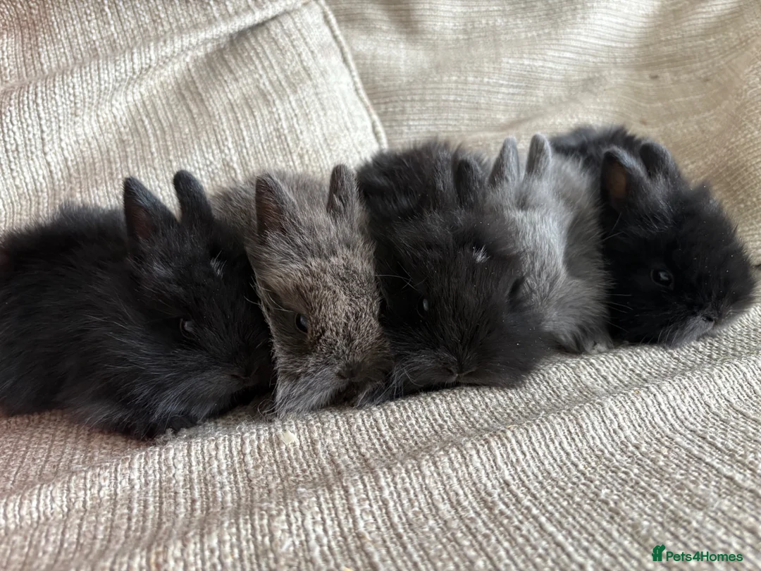 Lionhead rabbits for sale: Lion head babies  - Advert 2