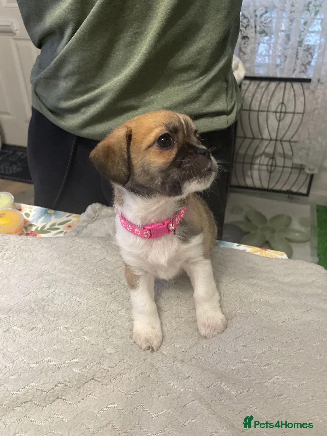 Mixed Breed dogs for sale: Chihuahua Shih Tzu mix puppies  - Advert 1