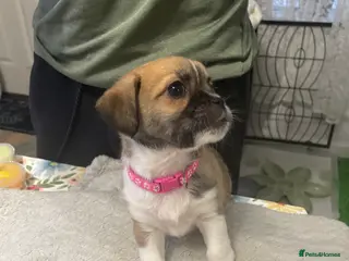 Mixed Breed dogs Chihuahua Shih Tzu mix puppies - Advert 2