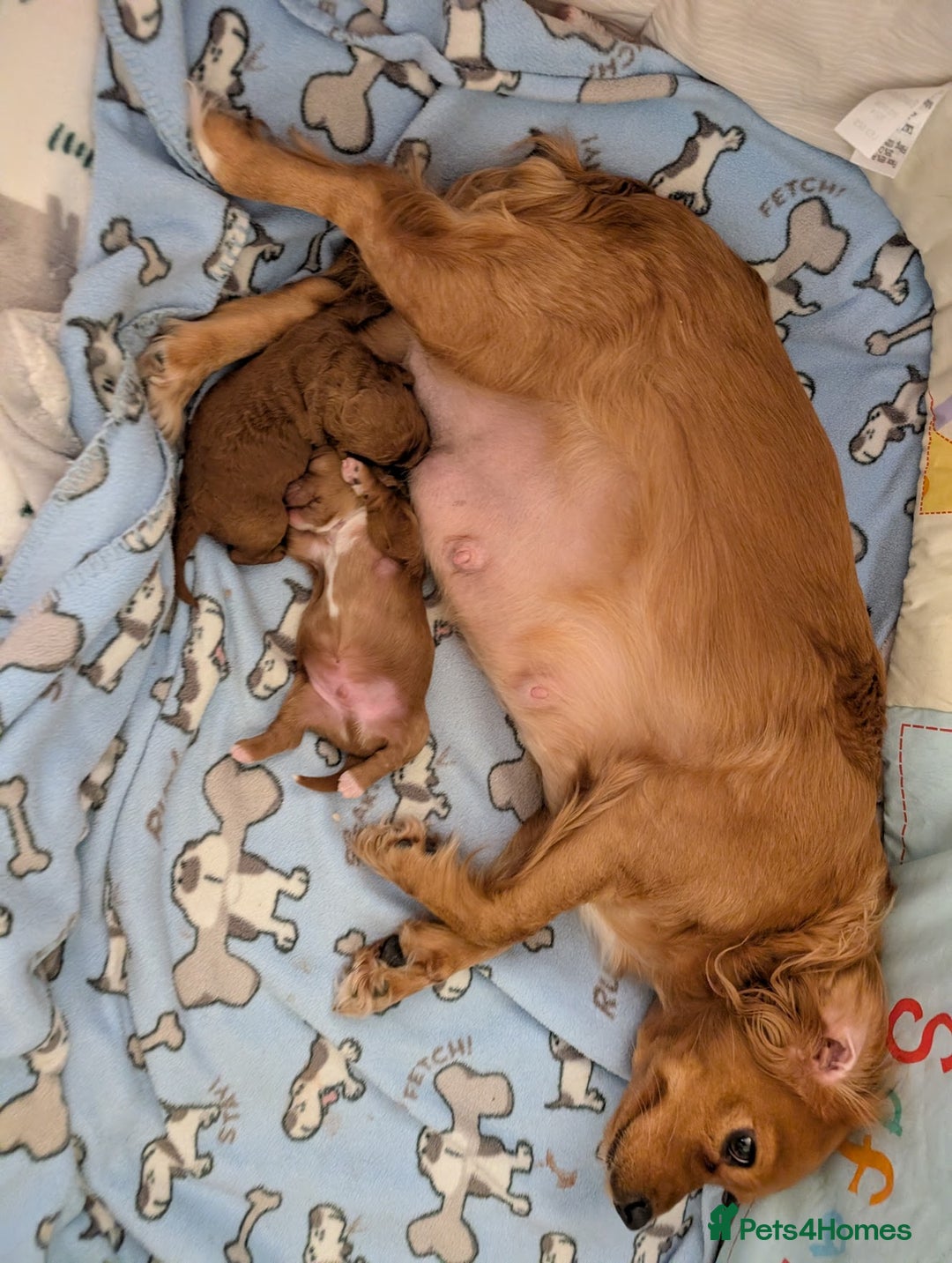 Cavapoo dogs for sale: F1B Deep Fox Red Puppies - Advert 12