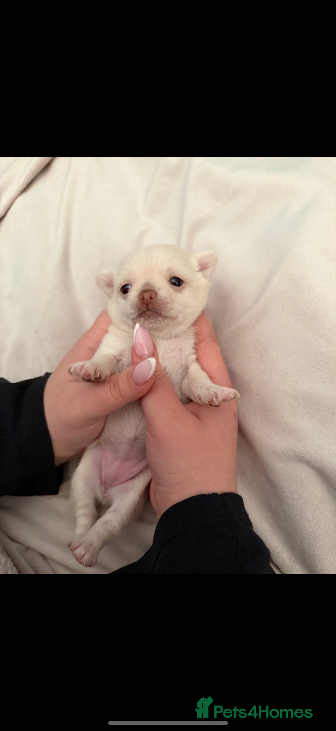 Chihuahua dogs for sale: Beautiful Cream & chocolate tan Chihuahuas! - Advert 2