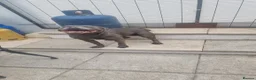 Staffordshire Bull Terrier dogs for sale: Beautiful blue - Advert 4