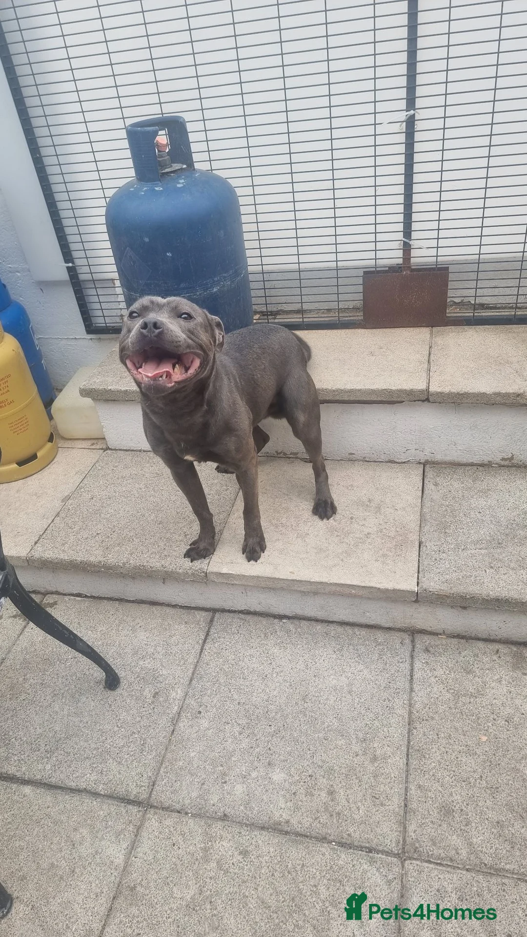 Staffordshire Bull Terrier dogs for sale: Beautiful blue - Advert 4