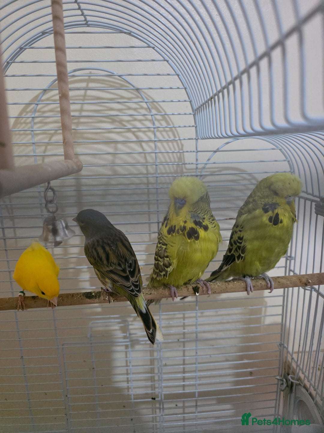 Budgerigars birds for sale: Couple Crested budgies  - Advert 5