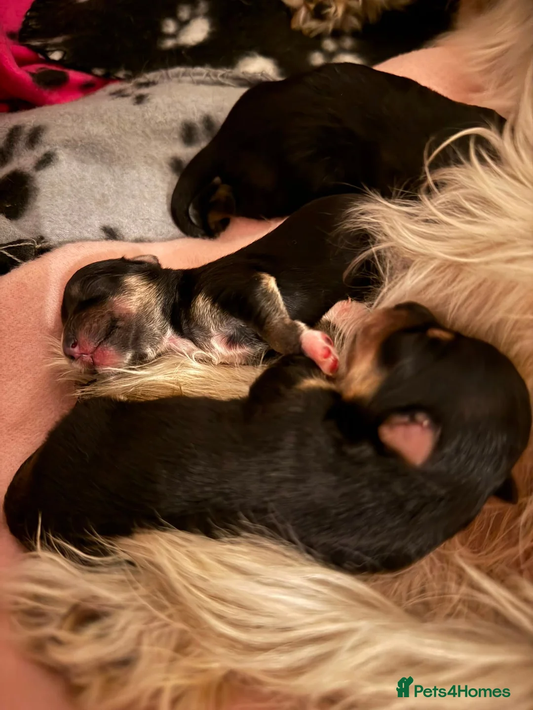 Morkie dogs for sale: Three gorgeous Morkie boys looking for loving home in Stafford - Advert 2