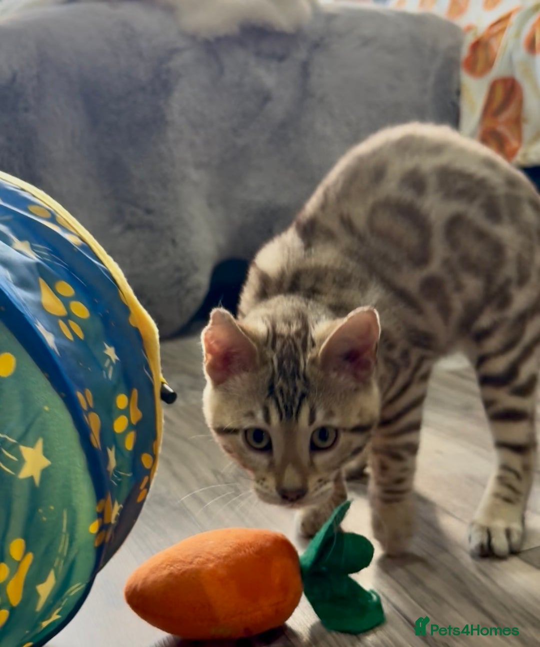 Bengal cats for sale: Stunning TICA 5 Generation Pedigree Kittens - Image 1