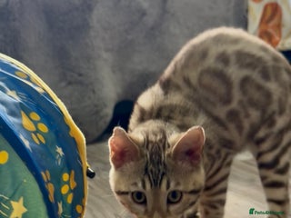 Bengal cats - Advert 29