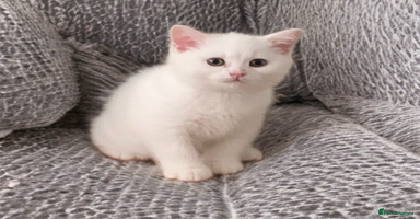 British Shorthair cats - Advert 15