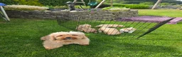 Mixed Breed dogs for sale: 5 Gorgeous Cavapoochons  - Advert 1