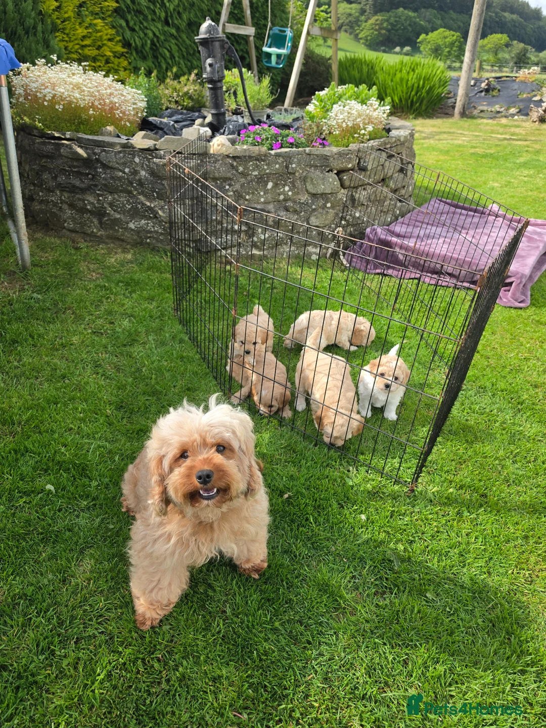 Mixed Breed dogs for sale: 5 Gorgeous Cavapoochons  - Advert 1